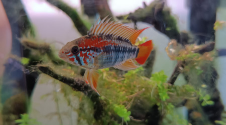 Red le magnifique... Ou Red la terreur...