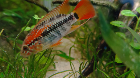 Red le magnifique... Ou Red la terreur...