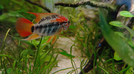 Red le magnifique... Ou Red la terreur...