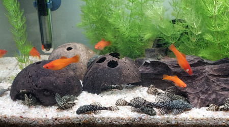 aquarium Bac de reproduction