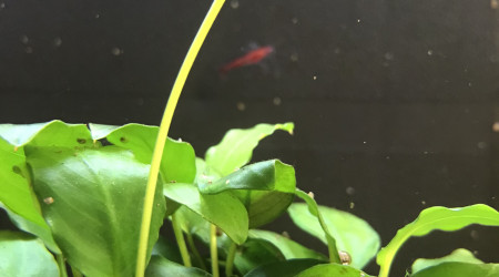 Attente floraison anubia