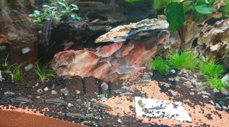 La table est nettoyée, digestion sur place