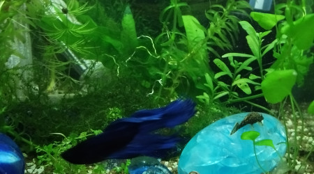 aquarium Betta splendens bleu