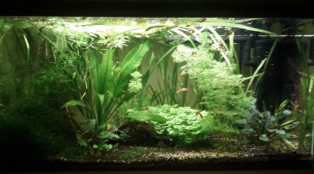 60 l