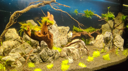 aquarium Shrimpland 2