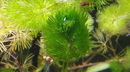 Introduction des 3 PRL naufragées