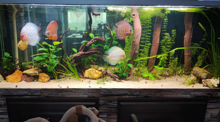 aquarium Bac amazonien