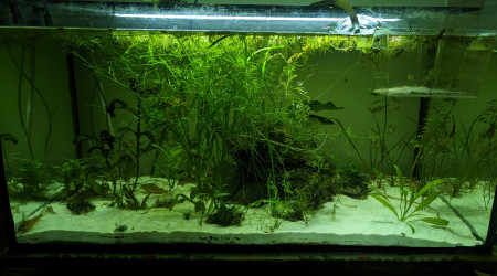 aquarium Communautaire 120L