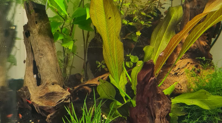 aquarium Red Fire