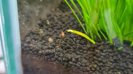 Premières juveniles