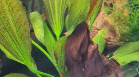 Premières juveniles