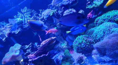 Petit moment du repas avec moule et krill