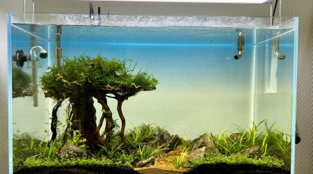 aquarium Tree scape v2