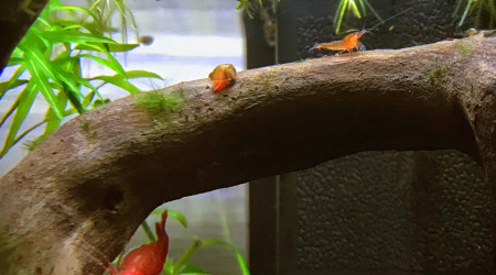 Éclosion de la fleur d’anubia et premières sorties des petites crevettes ? : Y’a d’la vie dans ce petit bac ?