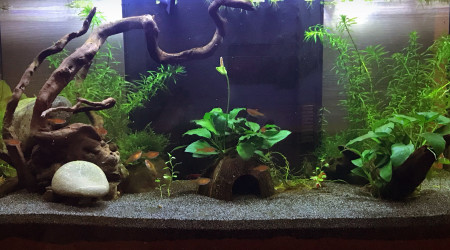 Éclosion de la fleur d’anubia et premières sorties des petites crevettes ? : Y’a d’la vie dans ce petit bac ?