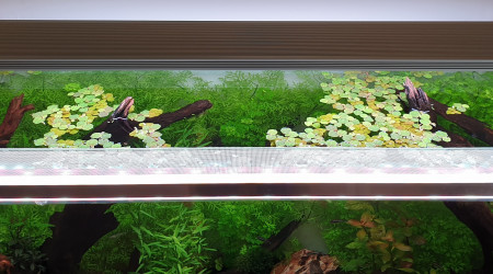 Anti évasion crevettes mis au propre