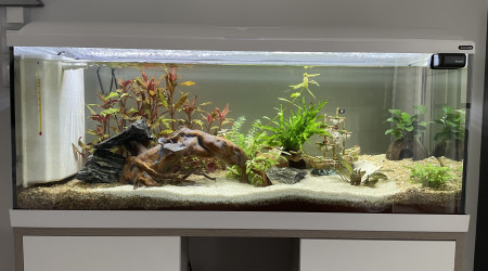 aquarium Maison