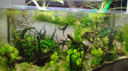 aquarium Fangorn Forest Low tech 80x30x40