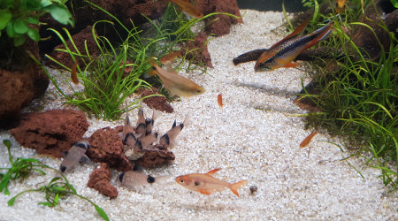 L'heure du repas pour les Corydoras