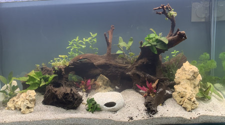 aquarium Aquarium