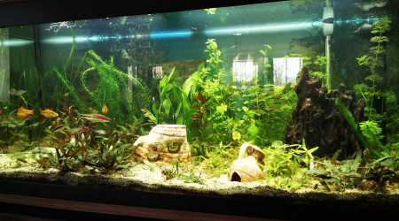 aquarium 240 litres asiatique
