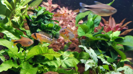 Apistogramma macmasteri - Couple