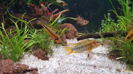 Apistogramma macmasteri - Couple