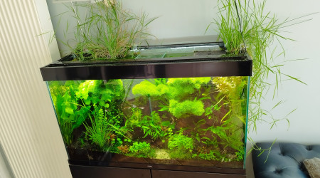 La chevelure de Bornéo :)