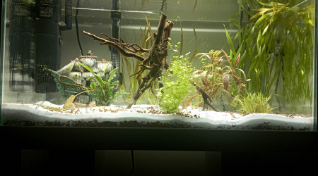 aquarium Aquarium 60L