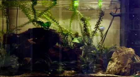 aquarium Aquarium origine