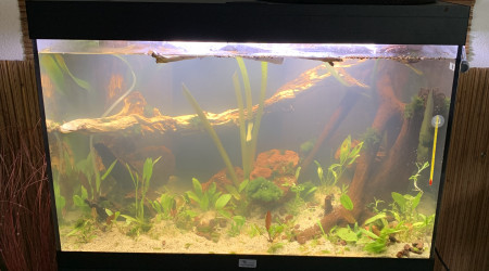 Colonisation bactérienne