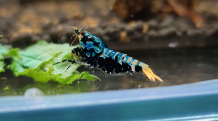 aquarium Bac boa