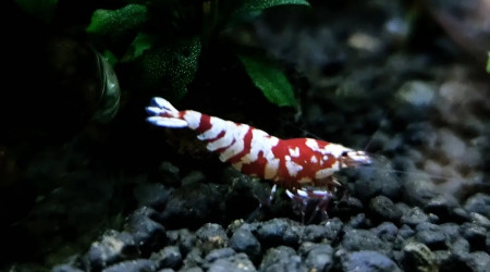 aquarium Bac Red Fancy Tiger