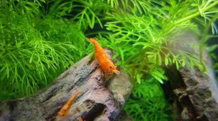 aquarium Bac Neo Orange Sunkist