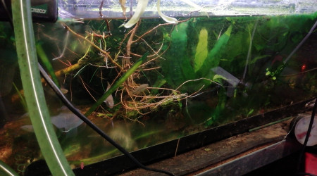 aquarium 96 litres biotope mexique