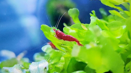 aquarium Bac Neo Bloody Mary