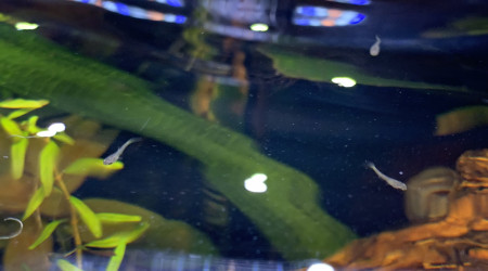 Naissance des premiers alevins