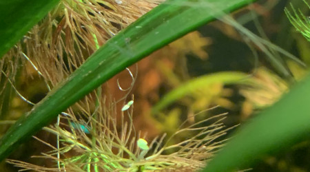 Première crevette grainée