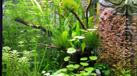 aquarium Lido 120 Led