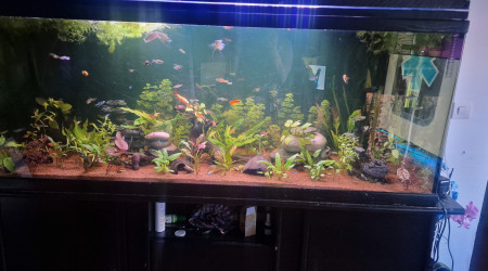 aquarium Amazonien