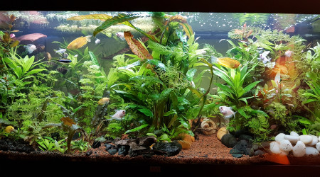 aquarium Juwel  Rio 180