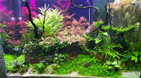 aquarium Jungle