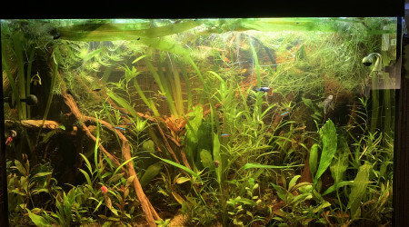 Photo hebdomadaire du bac