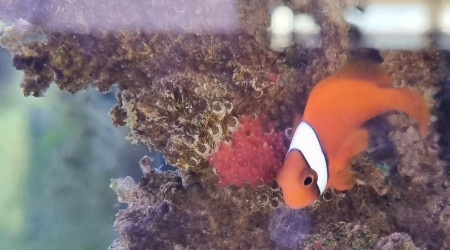 Première ponte A. Frénatus