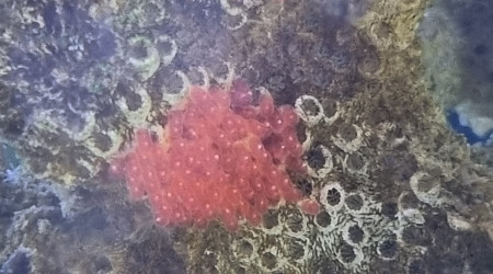 Première ponte A. Frénatus