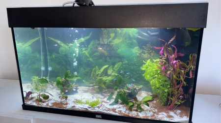 aquarium Amazone