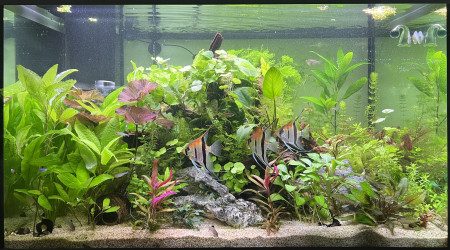 aquarium Scalaire world