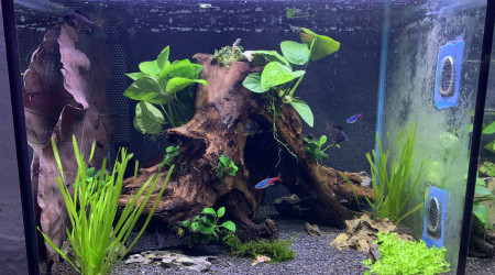 aquarium Bac1