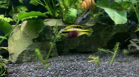 aquarium Bac2