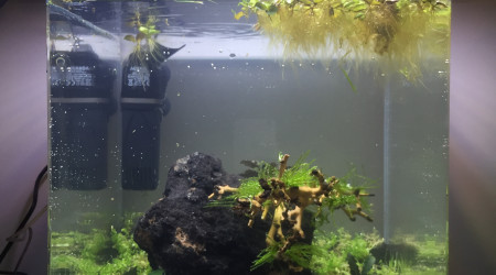 Plantation et mise en eau